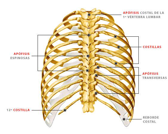 Indica los huesos de la caja torácica dibujos - Imagui