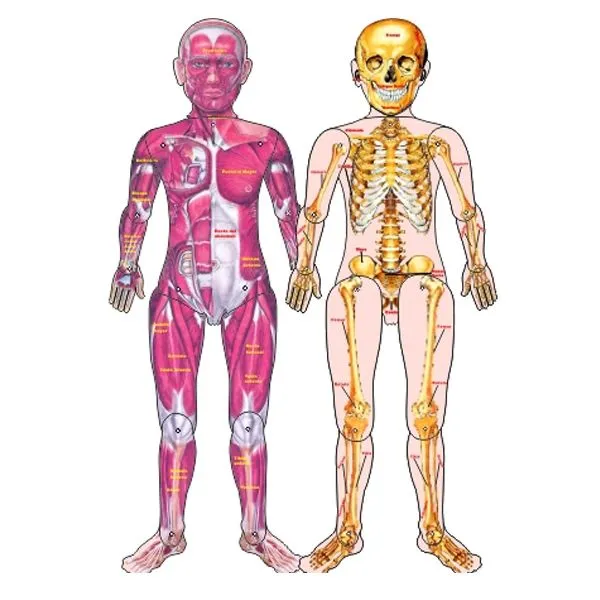 Sistema oseo muscular para niños - Imagui