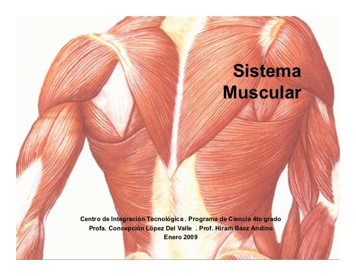 Sistema Muscular