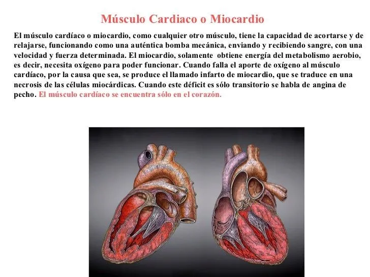 Sistema Muscular