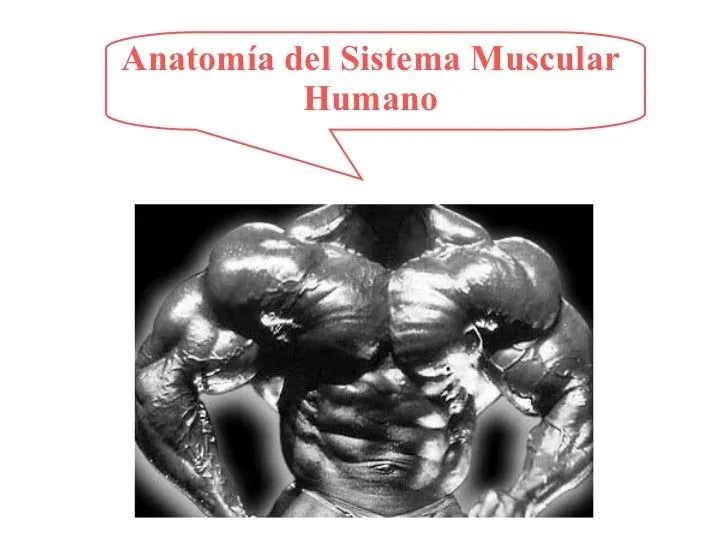 Sistema Muscular