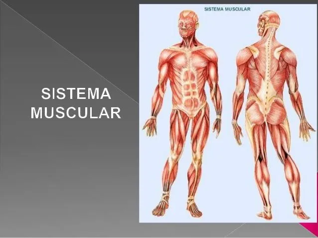 Sistema muscular --- ceas