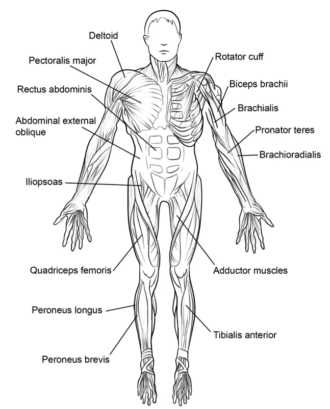 Sistema muscular para colorear - Cuerpo humano Sistema muscular para colorear - Cuerpo humano