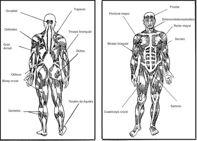 Dibujo del sistema muscular para colorear - Imagui