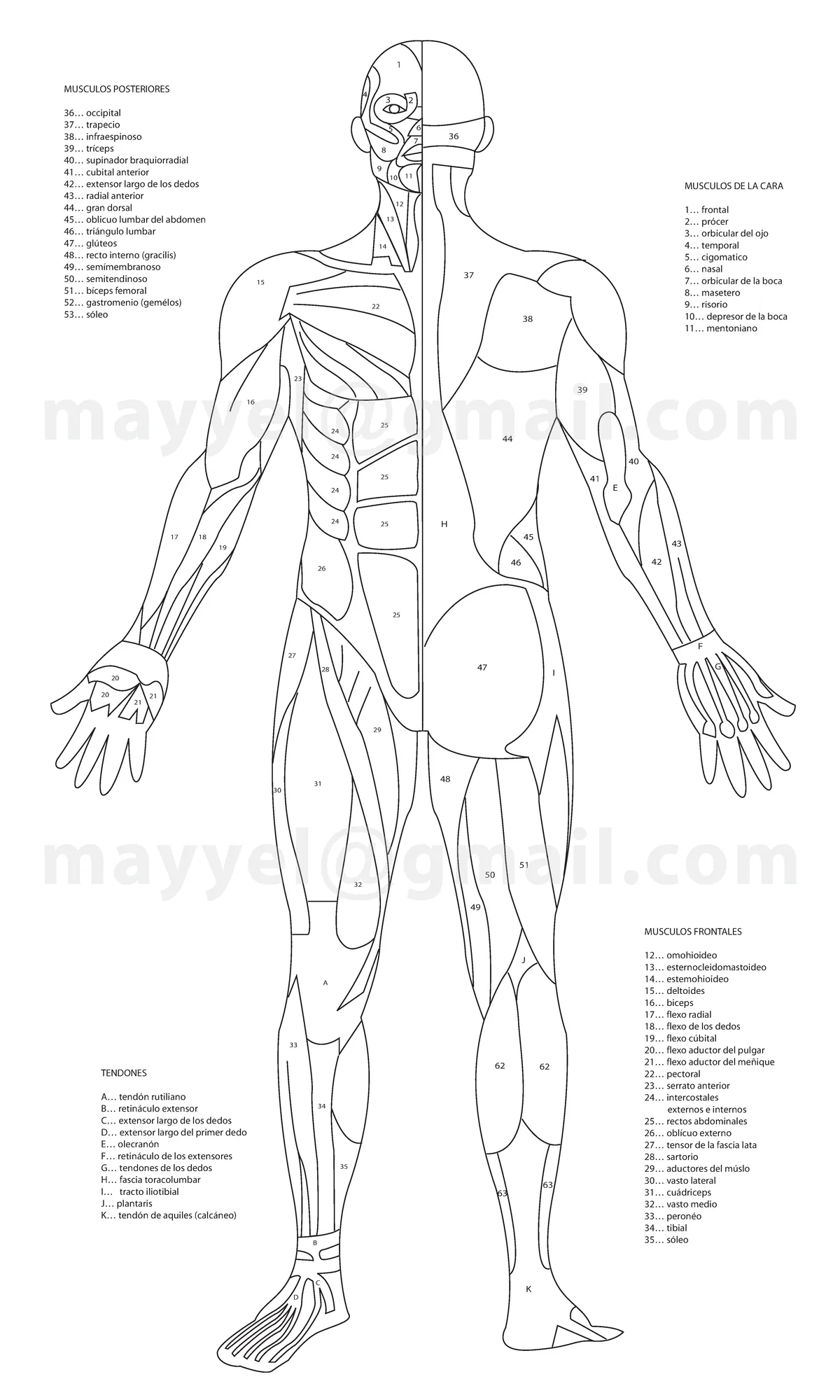 Sistema Muscular Completo para colorear - 1 3 4 5 6 7 8 9 10 11 13 12 14 15 22 23 24 25 25 25 25 27 - Studocu Sistema Muscular Completo para colorear - 1 3 4 5 6 7 8 9 10 11 13 12 14 15 22 23 24 25 25 25 25 27 - Studocu