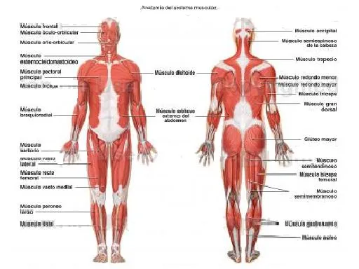 Dibujo el sistema muscular - Imagui