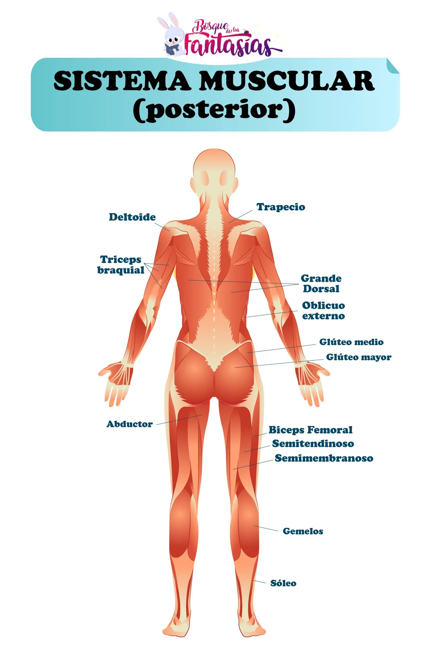 EL SISTEMA MUSCULAR ® Esquemas, partes y funciones EL SISTEMA MUSCULAR ® Esquemas, partes y funciones
