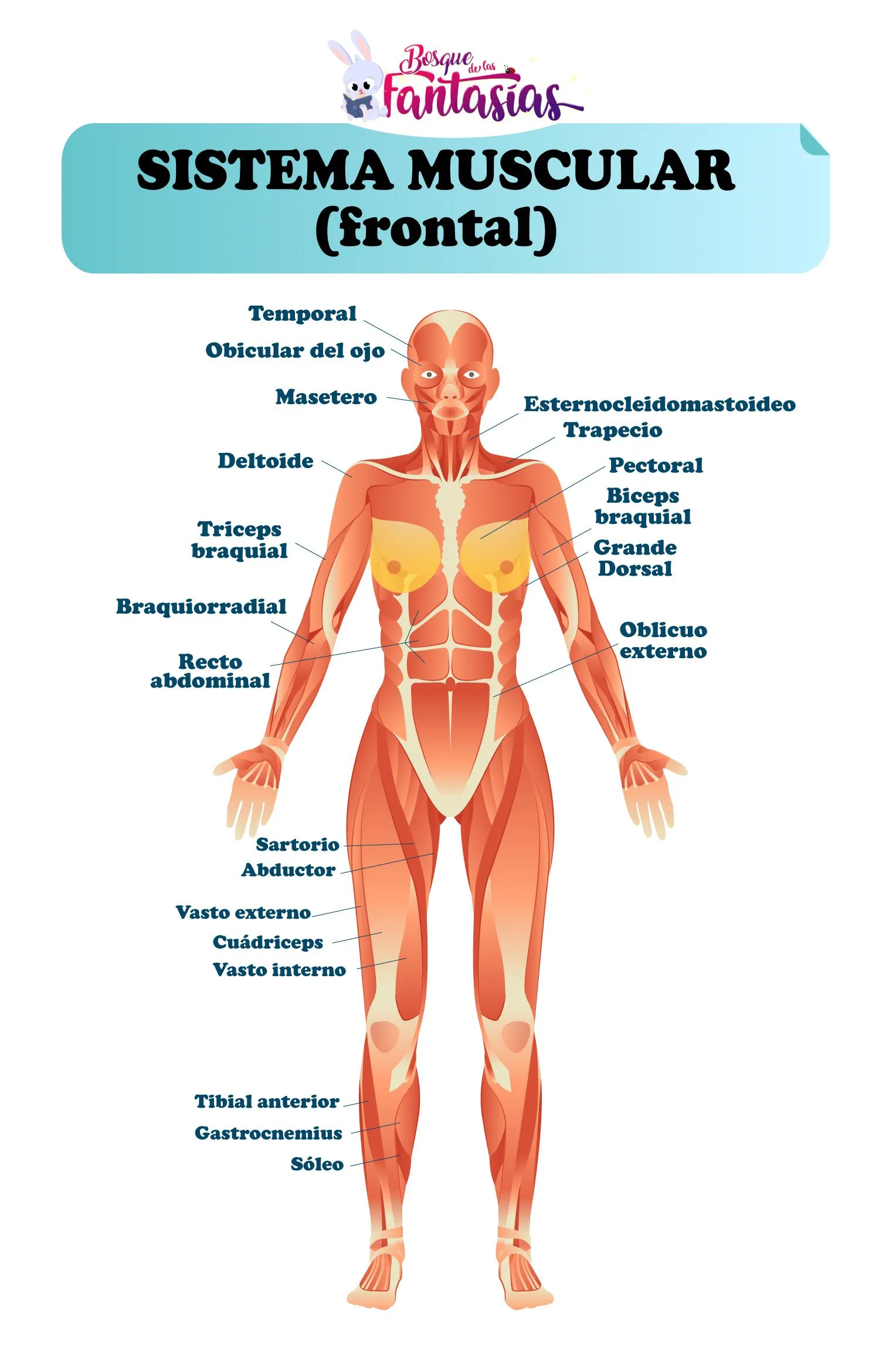 EL SISTEMA MUSCULAR ® Esquemas, partes y funciones EL SISTEMA MUSCULAR ® Esquemas, partes y funciones