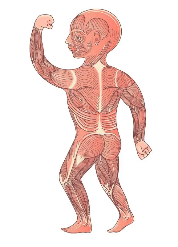 EL SISTEMA MUSCULAR ® Esquemas, partes y funciones EL SISTEMA MUSCULAR ® Esquemas, partes y funciones
