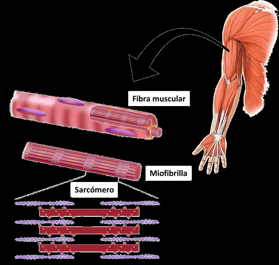 ▷ Sistema muscular◁ Función y tipos de músculos ▷ Sistema muscular◁ Función y tipos de músculos