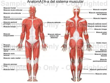 Sistema muscular con nombres - Imagui
