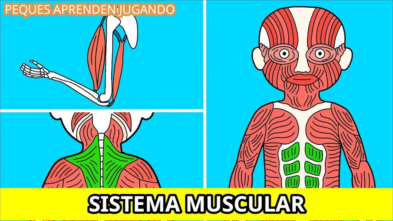 El sistema muscular para niños Video de Peques Aprenden Jugando - YouTube El sistema muscular para niños Video de Peques Aprenden Jugando - YouTube