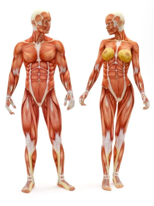 Sistema muscular sin nombres - Imagui