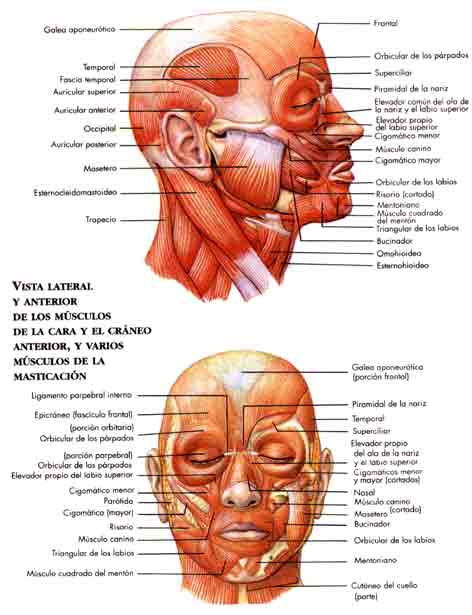 El sistema muscular (página 2) - Monografias.com