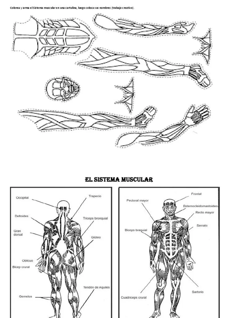 El Sistema Muscular El Sistema Muscular | PDF El Sistema Muscular El Sistema Muscular | PDF