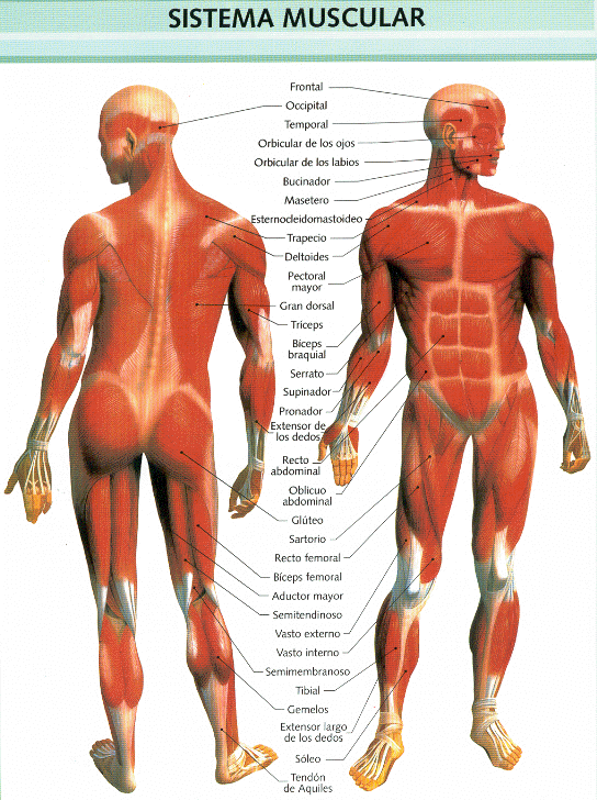 Sistema Muscular - sistemascorporaless