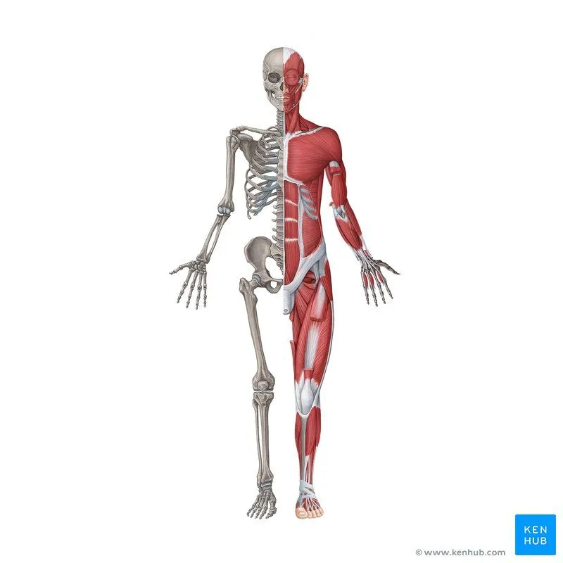 Sistema musculoesquelético: Anatomía y funciones | Kenhub Sistema musculoesquelético: Anatomía y funciones | Kenhub