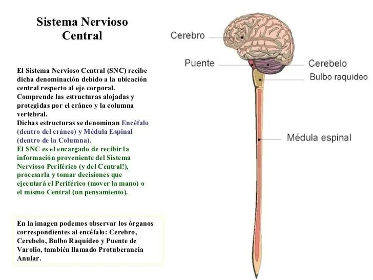 Sistema Nervioso