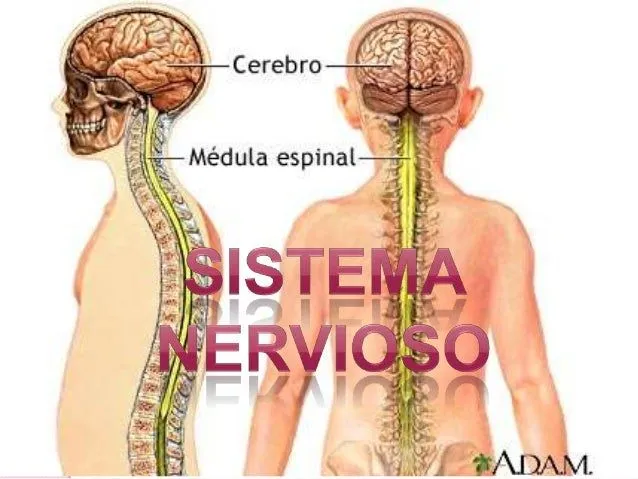 Sistema Nervioso...