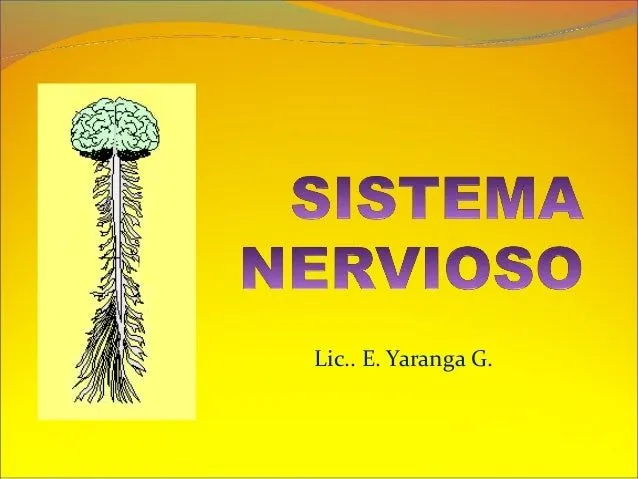 Sistema nervioso para 5° y 6° de primaria 2013