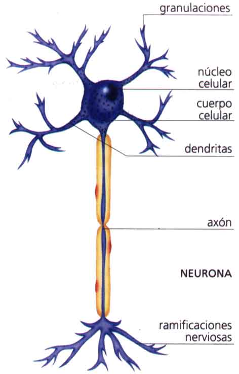 SISTEMA NERVIOSO | 5to. y 6to. Grado