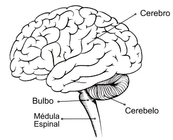 Sistema nervioso para colorear - Imagui