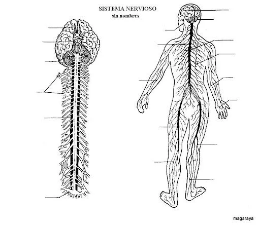 Sistema nervioso para colorear con sus partes - Imagui Sistema nervioso para colorear con sus partes - Imagui