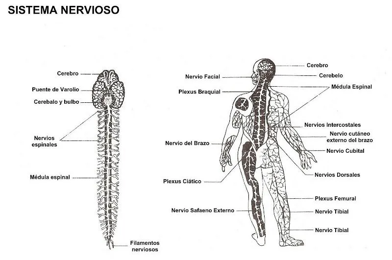 Sistema nervioso para colorear - Imagui