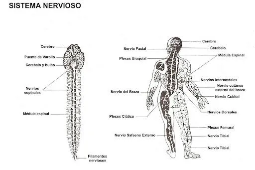 Pinto Dibujos: Sistema Nervioso para colorear Pinto Dibujos: Sistema Nervioso para colorear