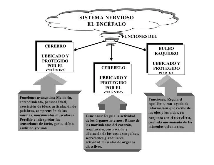sistema-nervioso-cuadro- ...