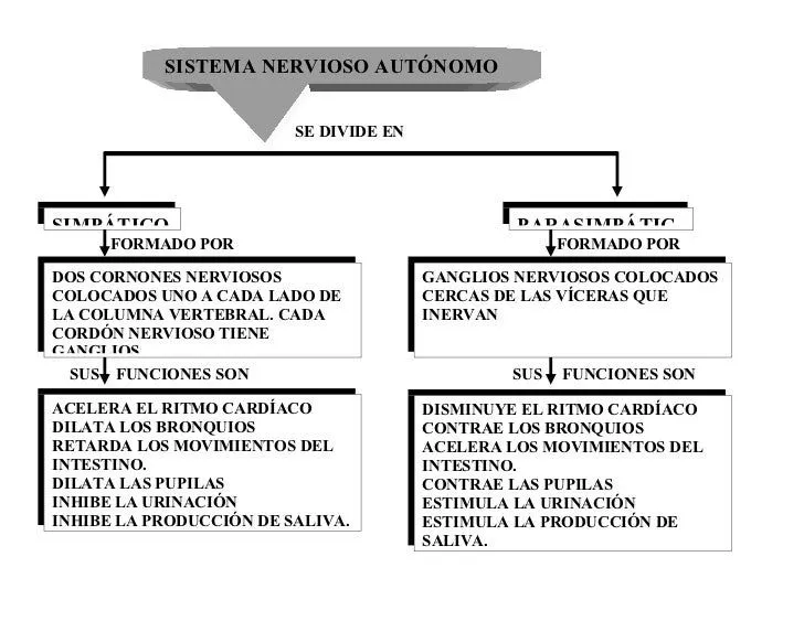 sistema-nervioso-cuadro- ...