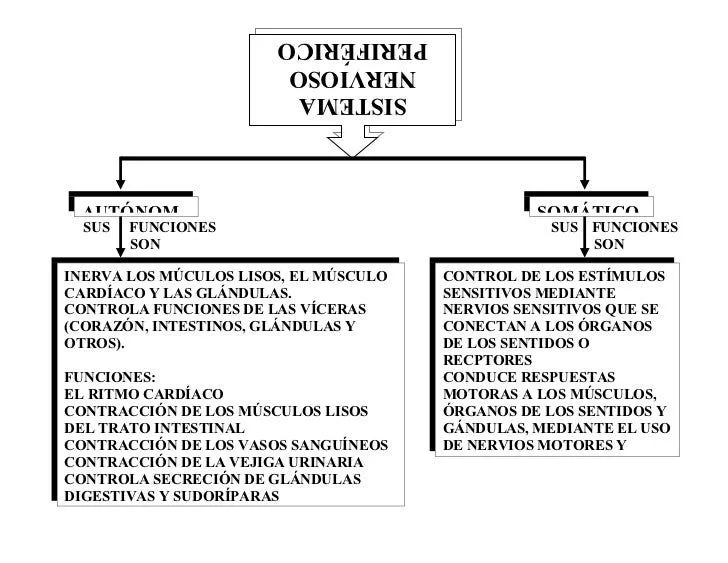 sistema-nervioso-cuadro- ...