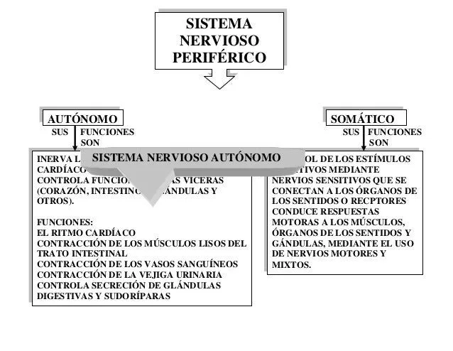 sistema-nervioso-cuadro- ...
