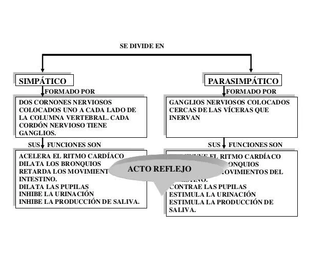 sistema-nervioso-cuadro- ...