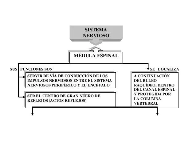 sistema-nervioso-cuadro- ...