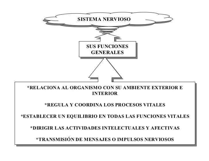 sistema-nervioso-cuadro- ...