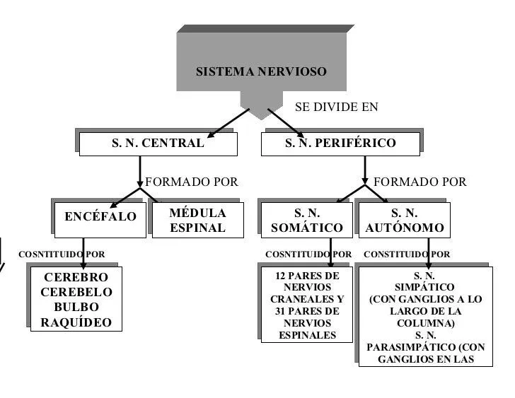 Sistema nervioso cuadro sinoptico