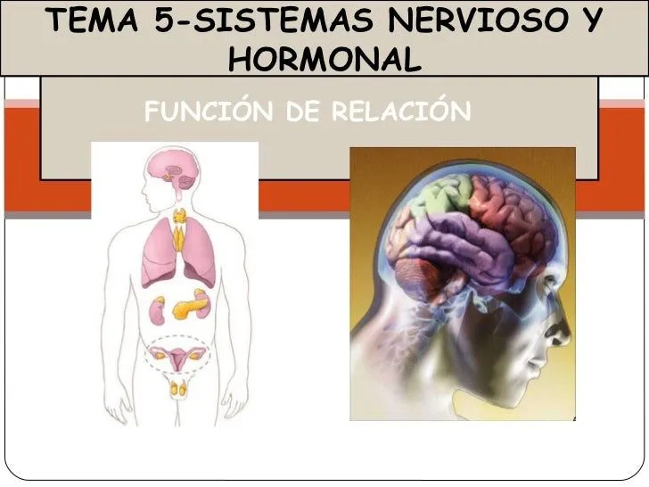 Sistema nervioso y endocrino