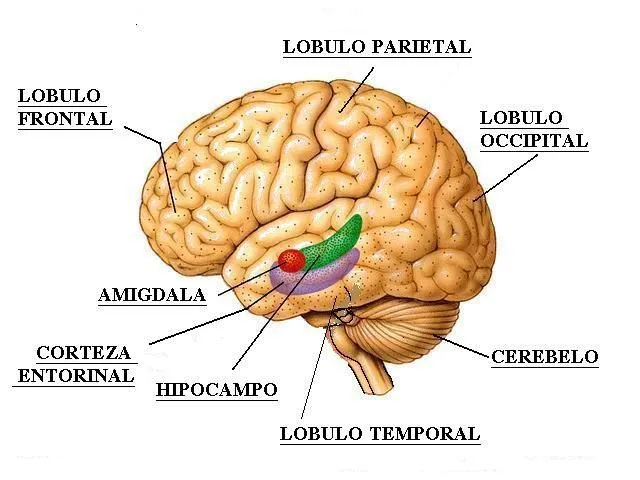 Dibujos del sistema nervioso central - Imagui Dibujos del sistema nervioso central - Imagui