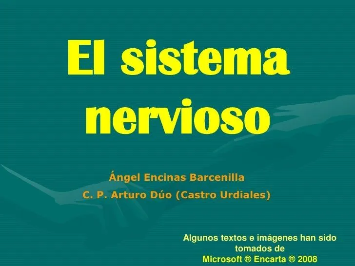 Sistema nervioso explicación e imagenes