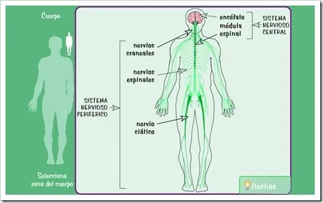 O SISTEMA NERVIOSO | JUGANDO Y APRENDIENDO