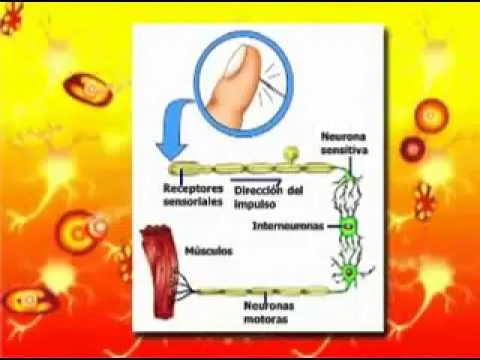 El sistema nervioso para niños - YouTube