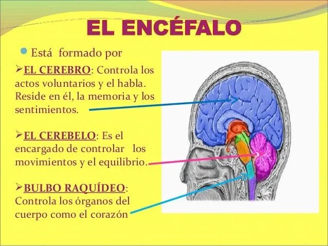 sistema-nervioso-para-5-y-6-de ...