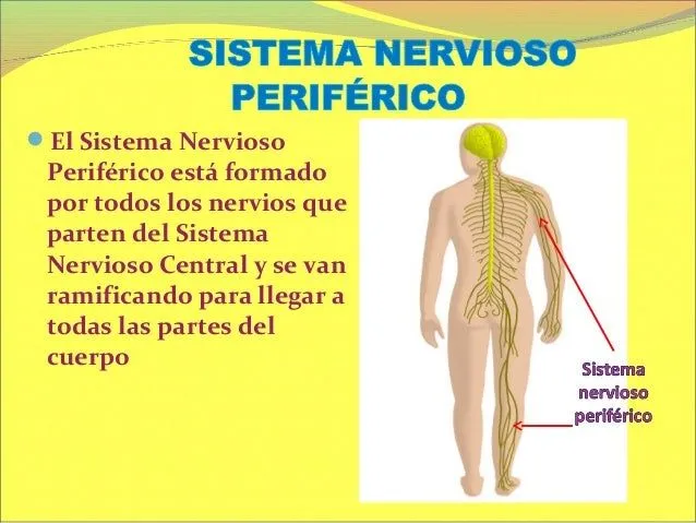 SISTEMA NERVIOSO humano ~ Ciencias Naturales para Quinto Primaria