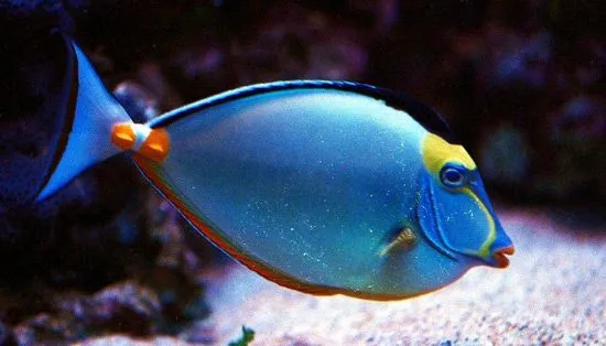 Sistema nervioso de los peces