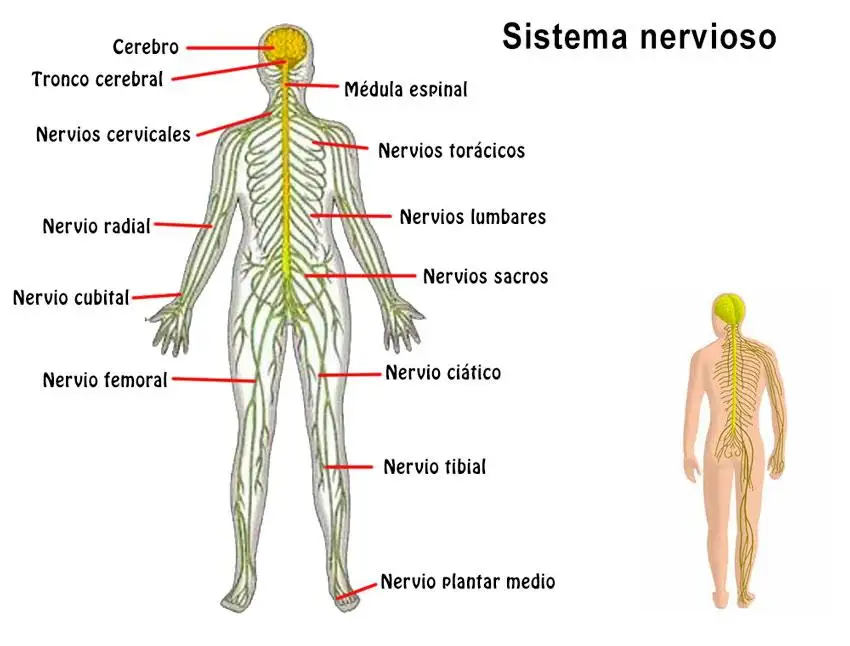 Sistema Nervioso - rompecabezas en línea