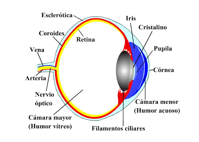 SISTEMA NERVIOSO Y SENTIDOS