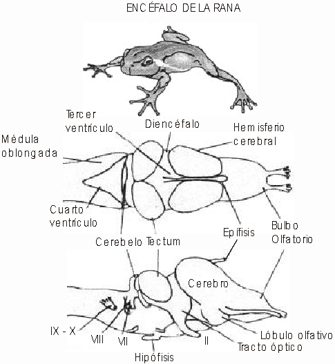 Sistema Nervioso de Vertebrados - Monografias.com