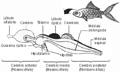 Sistema Nervioso de Vertebrados - Monografias.com