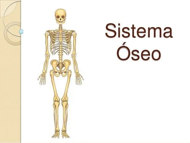 Sistema óseo